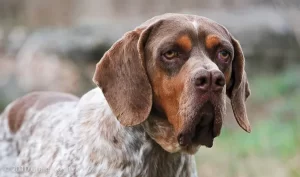 Xingu Mastiff