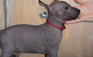 Xoloitzcuintli